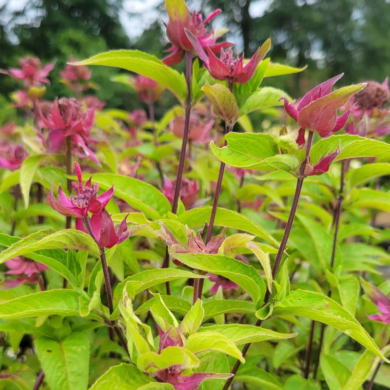 Red flower bracts above light green foliage on Monarda didyma 'Bee-Mine Red' beebalm