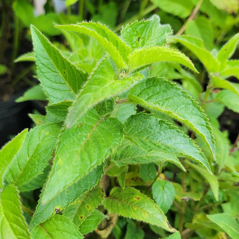 A close-up photo of the hairy 'sugar dusted' foliage of 'Cherry Pops' beebalm (Monarda didyma)