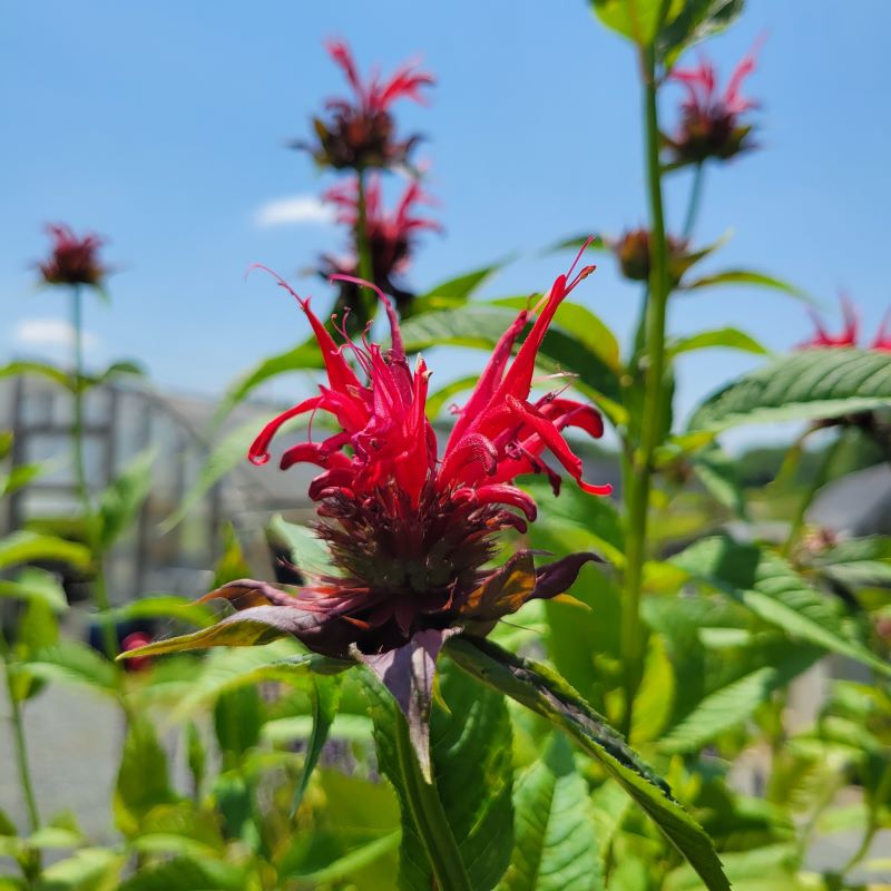 Close up of a showy, bright red flower in bloom on Monarda didyma 'Jacob Cline' (Bee Balm)