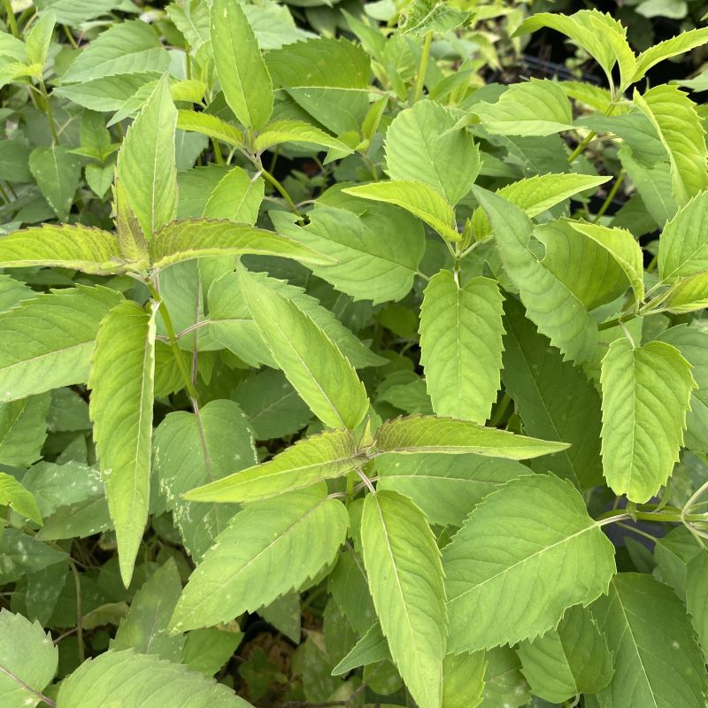 Foliage of Monarda fistulosa (Wild Bergamot) grown in quart size pots.