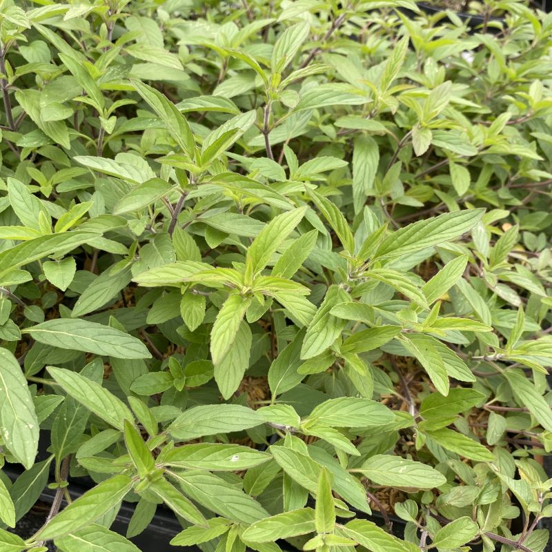 Close-up of the young green foliage of Monarda punctata (Spotted Bee Balm).