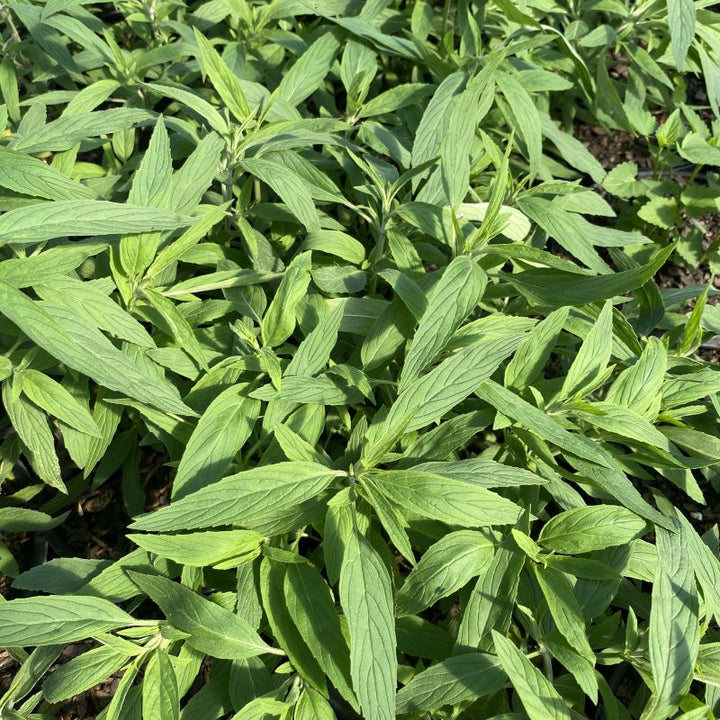 Slender green foliage Monarda punctata 'Beebop'