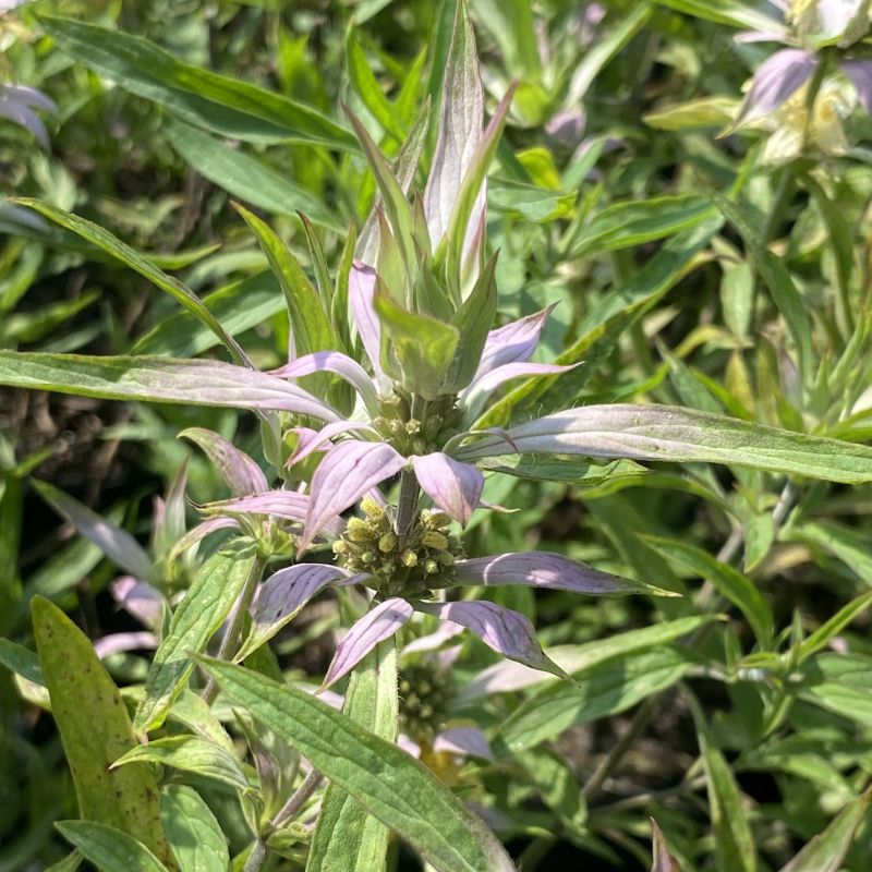 Unique flowers of Monarda punctata 'Beebop' with green leaves in background