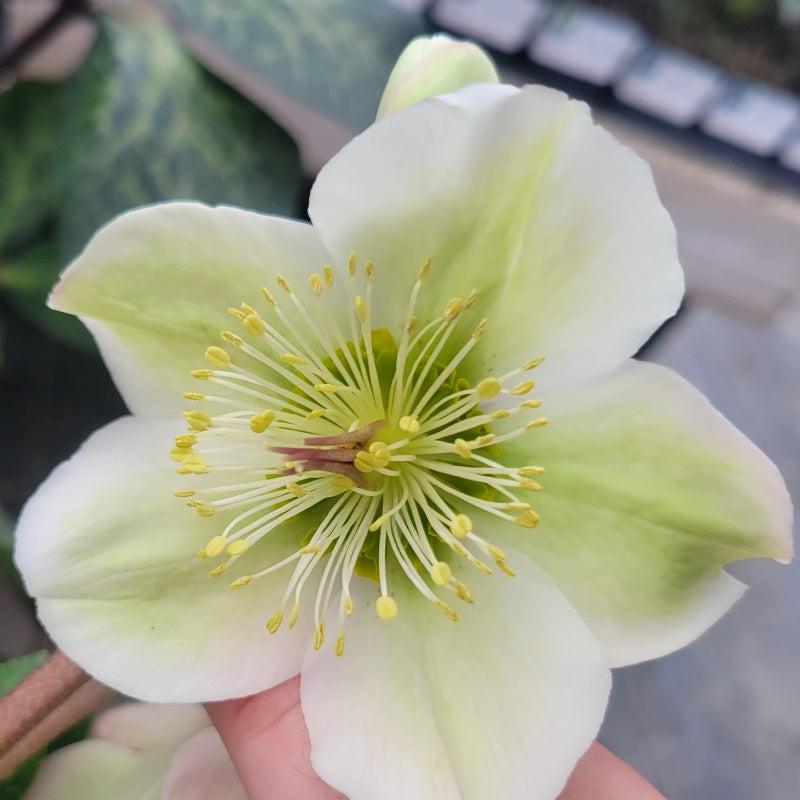 Close-up of a pure white flower on Helleborus x Frostkiss® Molly's White