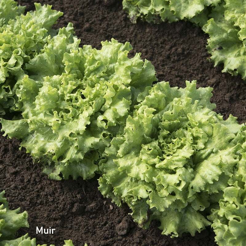 Multiple heads of Muir French lettuce grown in rows in soil.