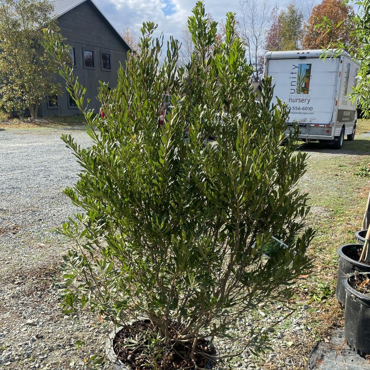 Myrica (Morella) cerifera (Southern Wax Myrtle)