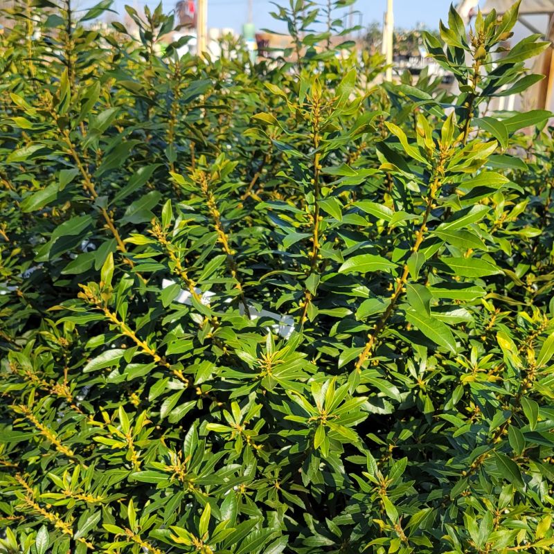 A close-up photo of the glossy, evergreen foliage on a compact Myrica cerifera 'Cold Hardy' specimen