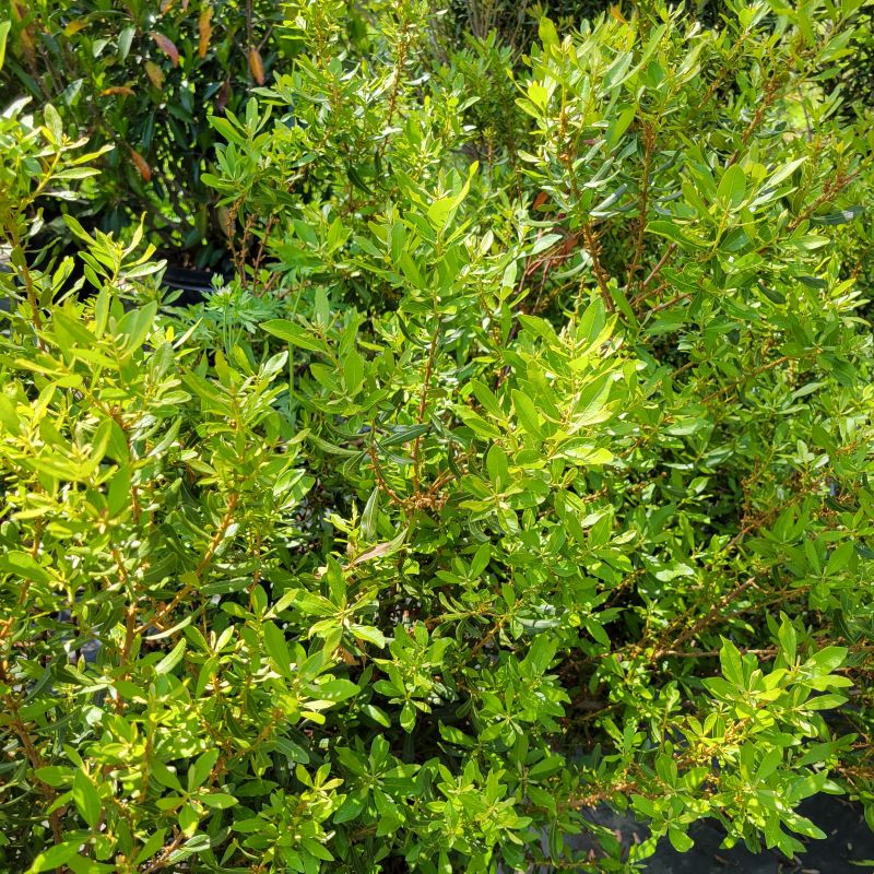 A photo of the lush green leaves and compact branching structure of Myrica cerifera 'Little Bull'