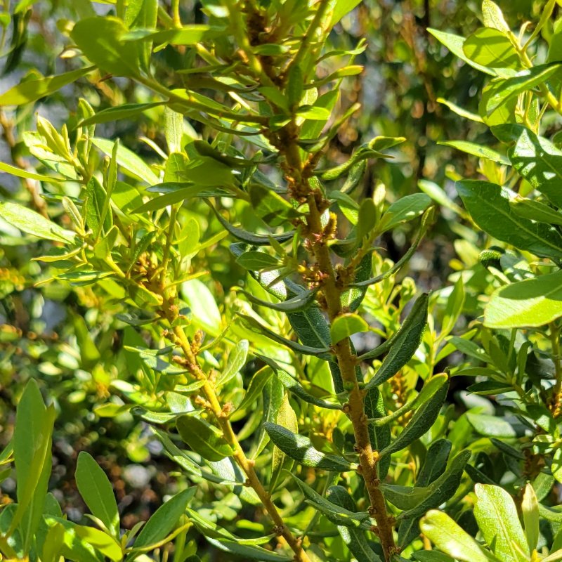 A close-up photo of the glossy evergreen foliage and compact female flowers of Myrica cerifera 'Little Bull' (wax myrtle)