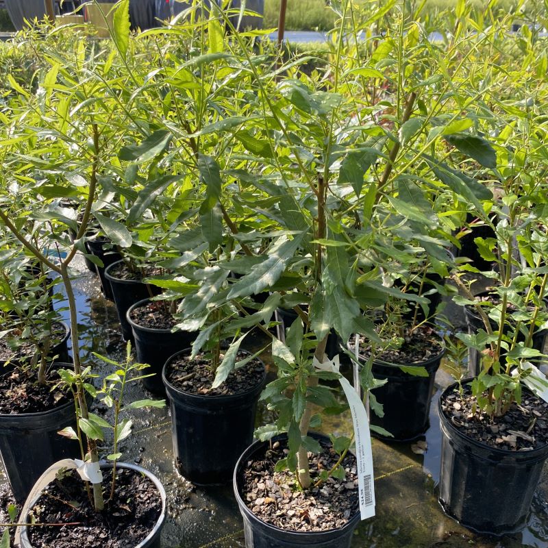 Myrica cerifera (Southern Wax Myrtle) in 1-gallon pots.