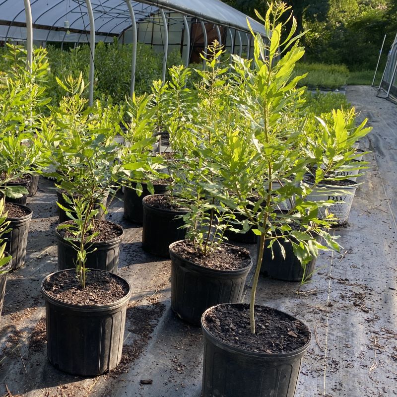 Young Myrica cerifera (Southern Wax Myrtle) in 3-gallon pots.