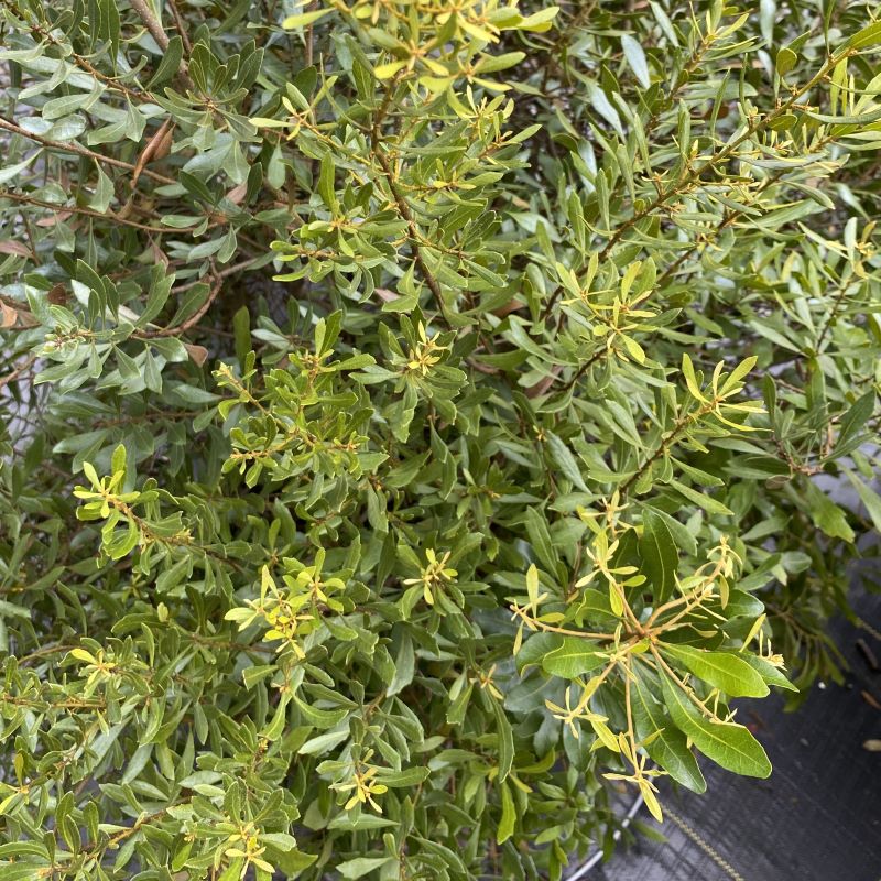 Close-up of Myrica pusila (Dwarf Wax Myrtle) foliage.