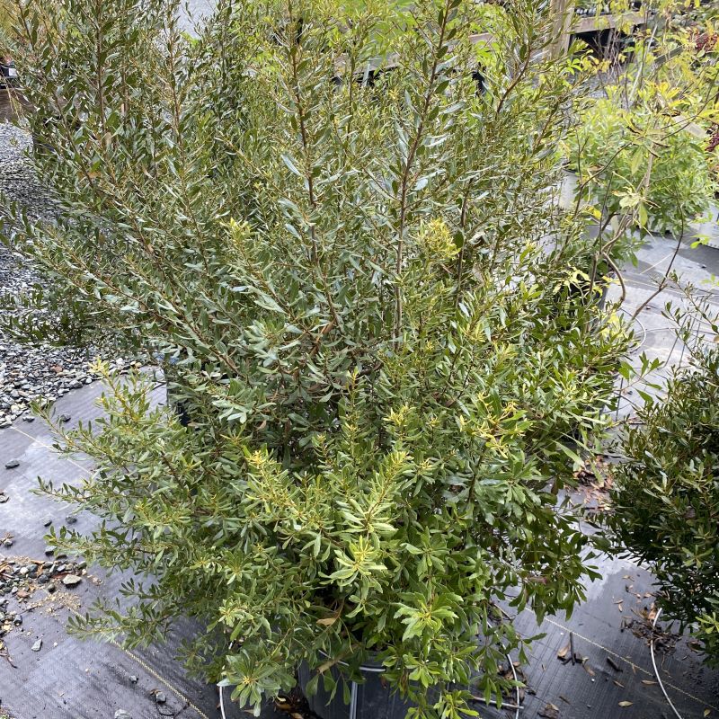 Myrica pusila (Dwarf Wax Myrtle) grown in a 7-gallon pot.