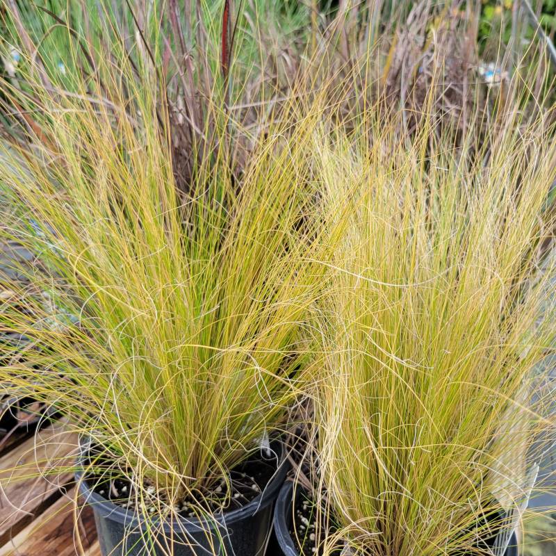 A photo of Nassella tenuissima (Mexican Feather Grass) showcasing the fine texture of the foliage.