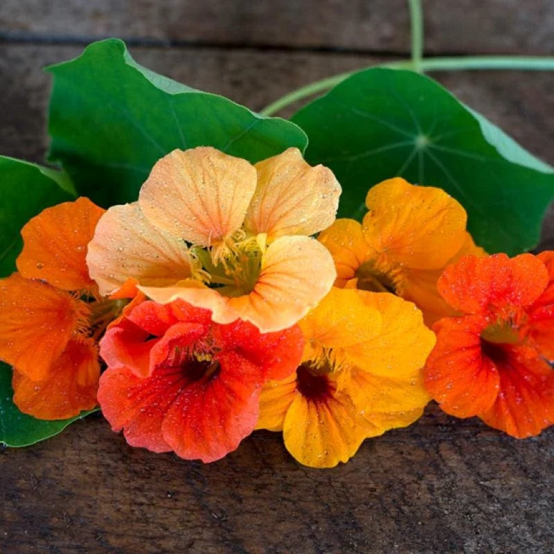 A close-up of the multi-colored flowers and attractive leaves of Jewel Nasturtium.