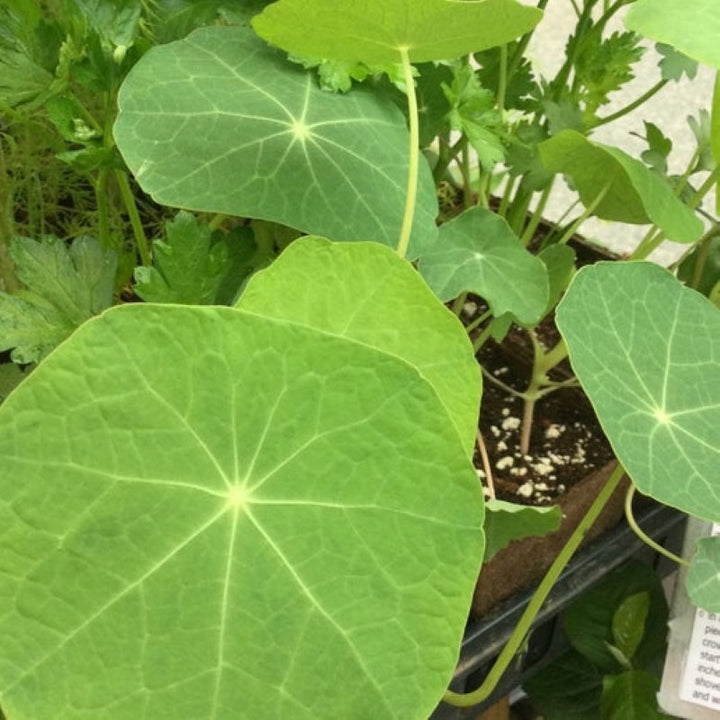 Attractive young leaves of the Nasturtium plant, grown in 4" pots.