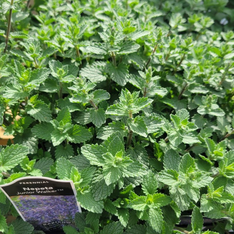 Nepeta x faassenii 'Junior Walker' dwarf catmint grown in quart-sized containers