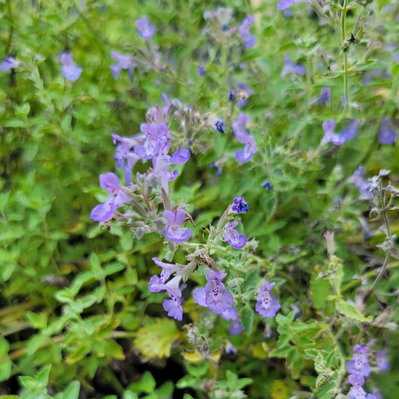 A close-up photo of the smaller, lighter purple flowers of 'Junior Walker' catmint (Nepeta x faassenii)