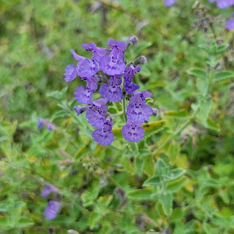 A close-up photo of a cluster of sage-like purple summer flowers on Nepeta x 'Walker's Low' catmint
