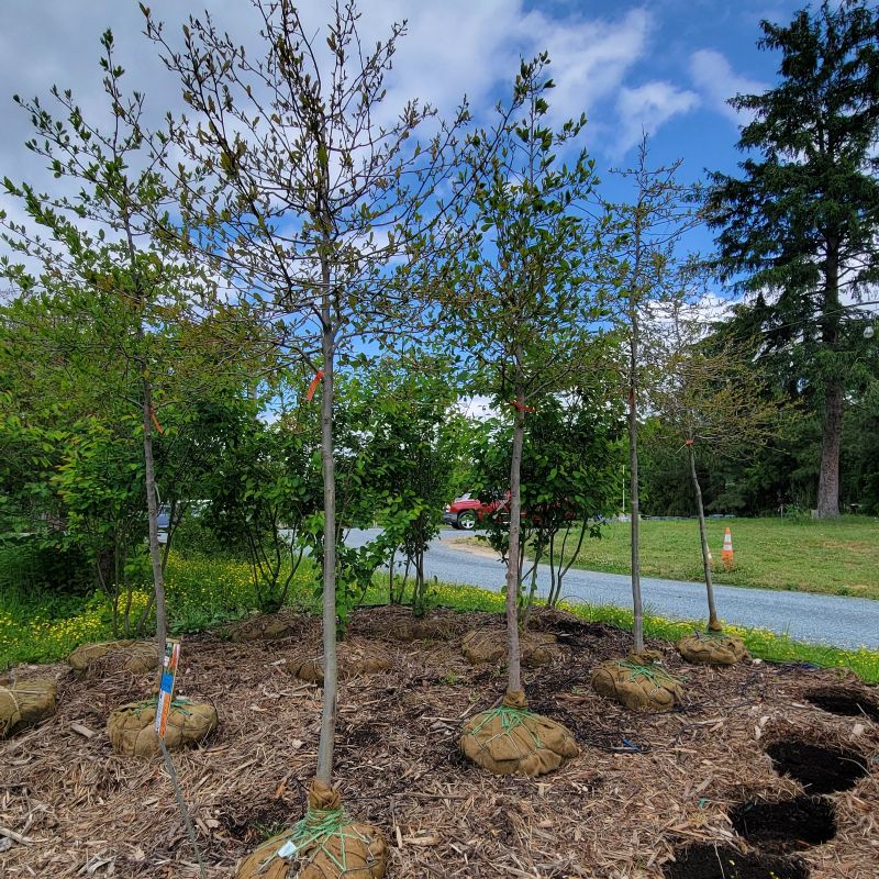 A photo of several large Nyssa sylvatica (black gum) trees available as ball & burlap specimens