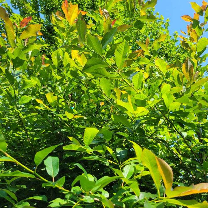 Nyssa sylvatica 'Wildfire' (Blackgum)