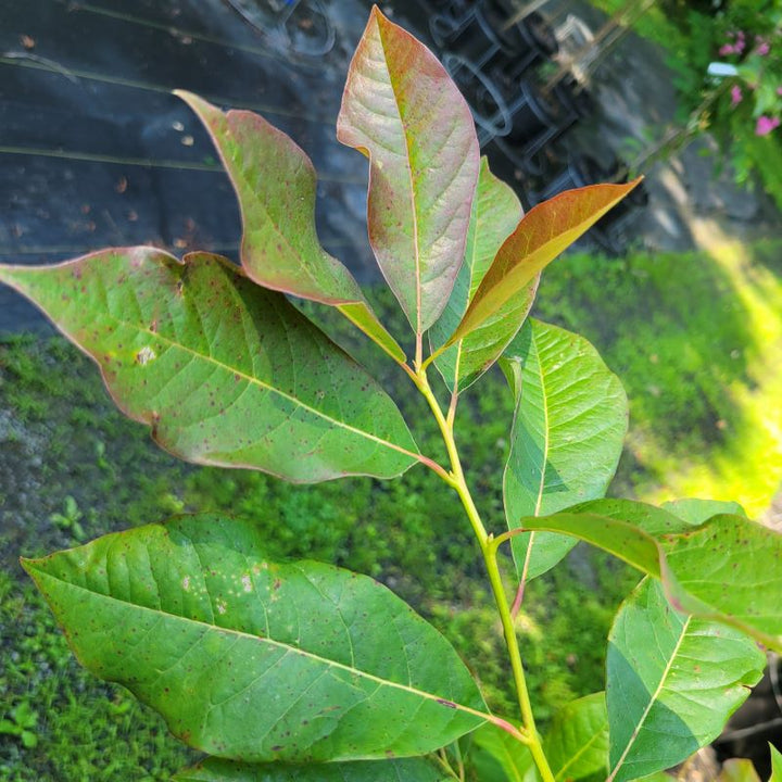 Nyssa sylvatica 'Wildfire' (Blackgum)