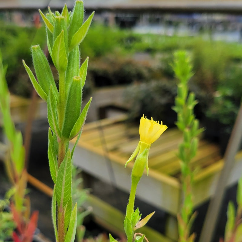 A developing yellow bloom on a stem of Commong Evening Primrose (Oenothera biennis)