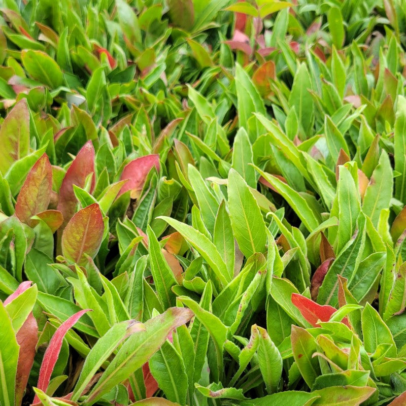 A photo of the low-growing basal foliage of Oenothera biennis (Common Evening Primrose)