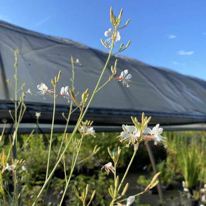 A photo of Oenothera gaura (Biennial Beeblossom) showcasing its height in comparison to a high tunnel, with pink and white flowers.