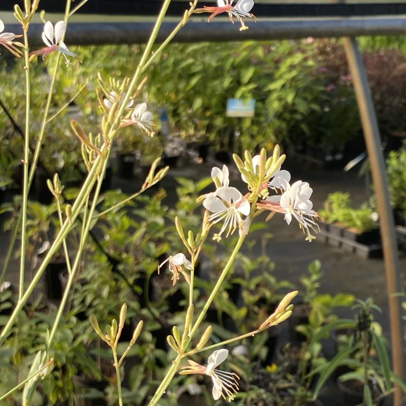 A close-up photo of the fine pink and white flowers of Oenothera gaura (Biennial Beeblossom).