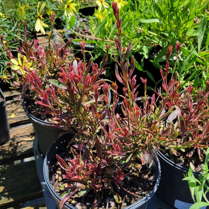 A close-up photo of the pink-red toned foliage of Oenothera lindheimeri 'Crimson Butterflies' wandflower