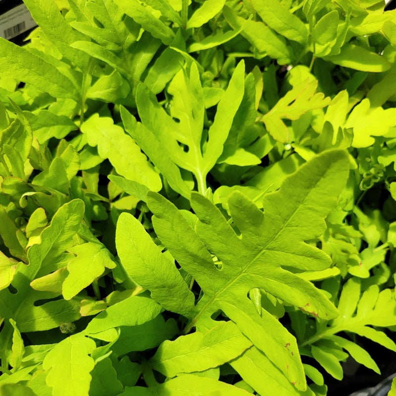 The vibrant green foliage of Onoclea sensibilis (sensitive fern) in the spring