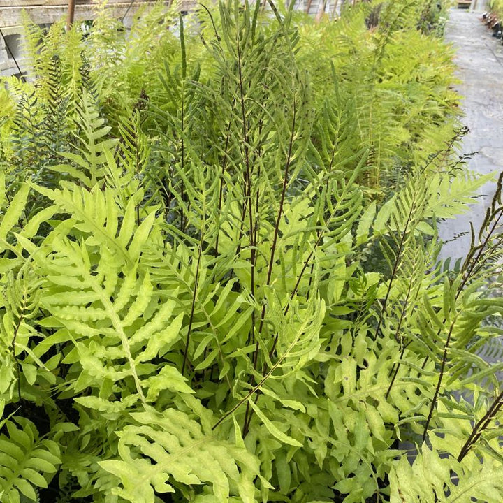 A group of netted chain ferns with narrow reproductive fronds in a greenhouse. 