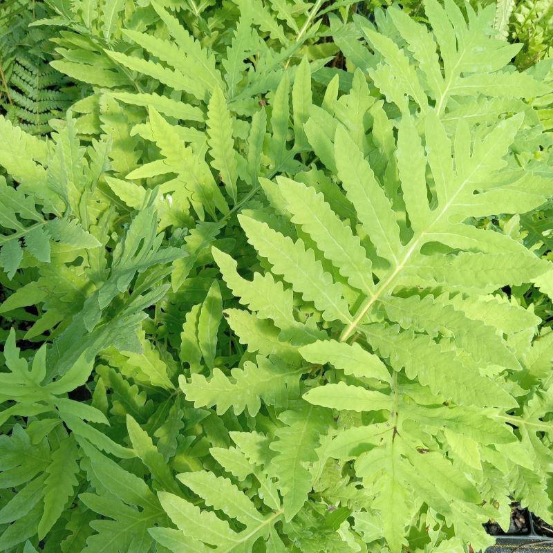 Wide, wavy foliage of Onoclea sensibilis (Sensitive Fern)