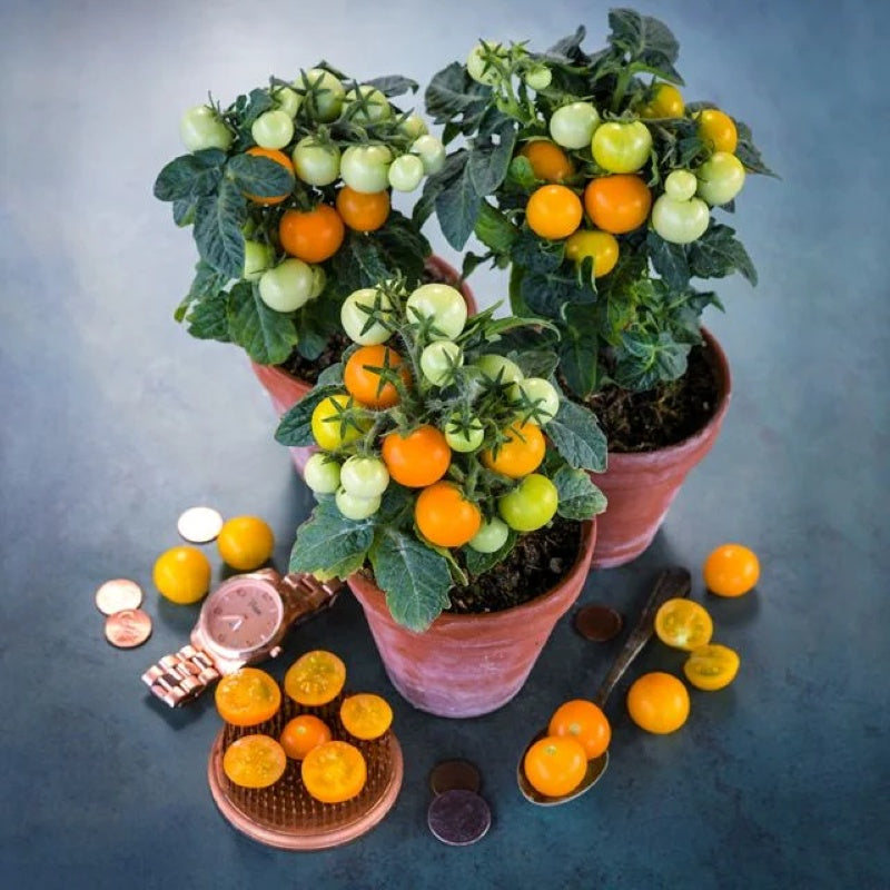 Three Orange Hat cherry tomatoes in small pots, with a watch and several coins for scale.