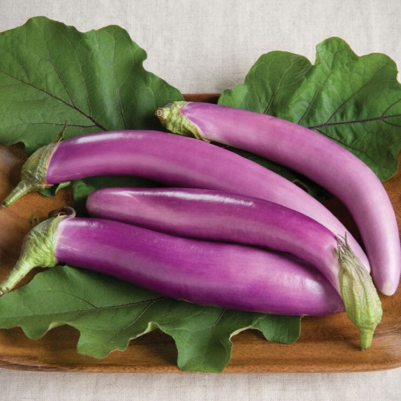 Light purple Orient Charm eggplant fruits.