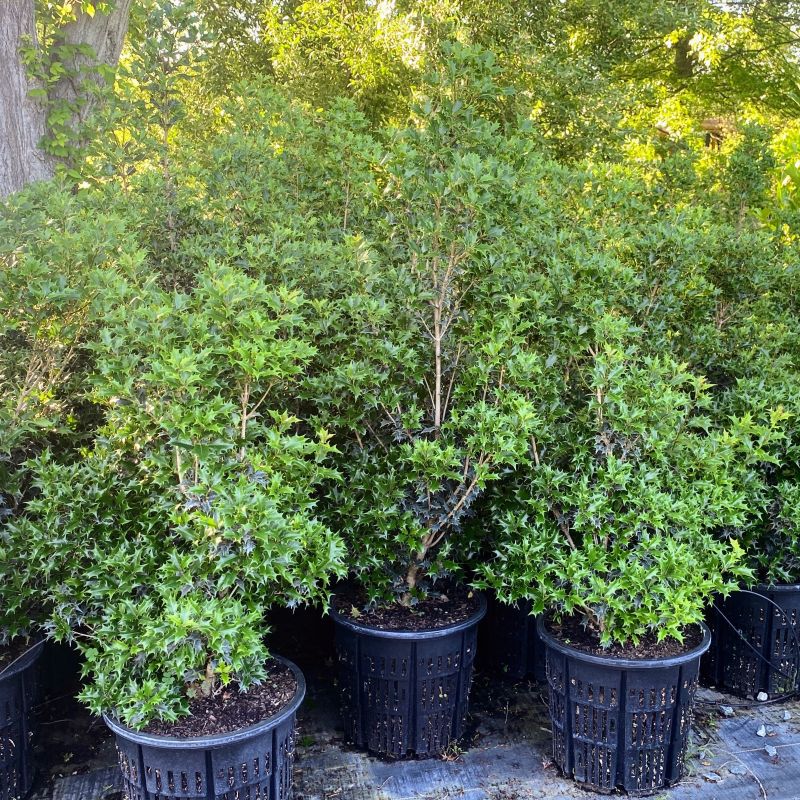 Osmanthus heterophyllus 'Gulftide' (False Holly) Unity Grown