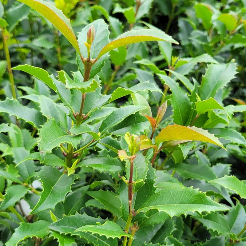 A close-up photo of the glossy dark green foliage and red-tinted new-growth on Osmanthus x fortunei 'San Jose'