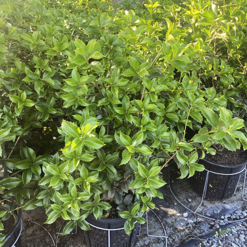 Osmanthus x fortunei (Fortune's Osmathus) Unity Grown