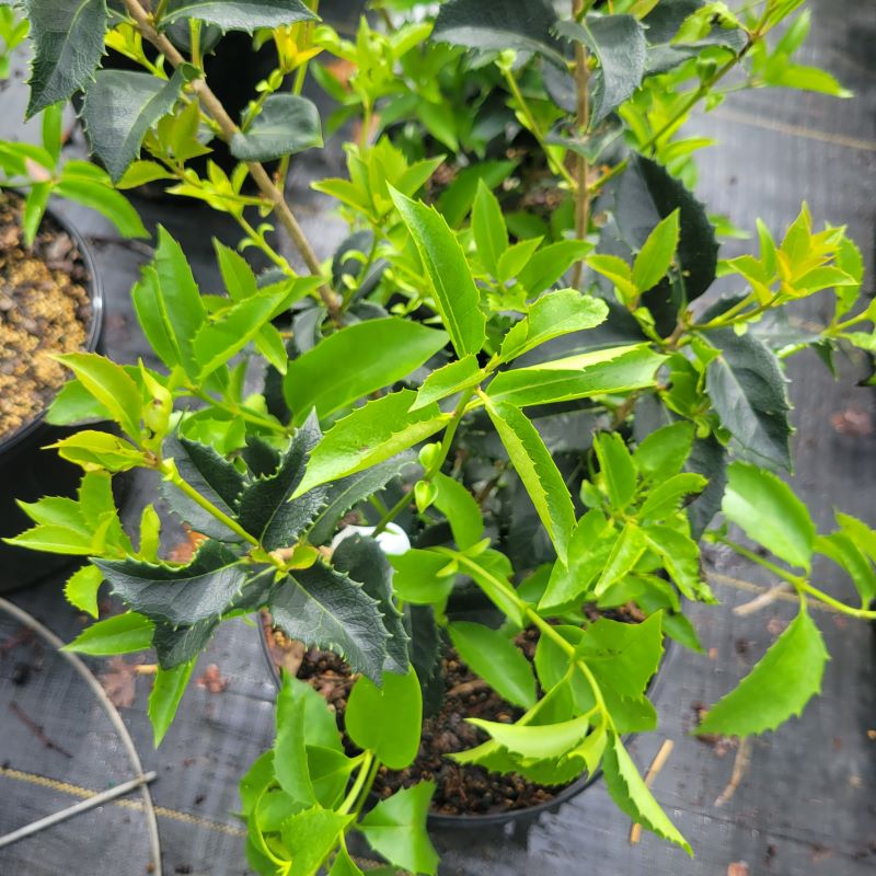 Varied foliage of Osmanthus x fortunei (Fortune's Osmathus)