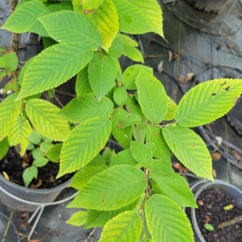 A photo of the green, toothed foliage of Ostrya virginiana (Hop-Hornbeam)