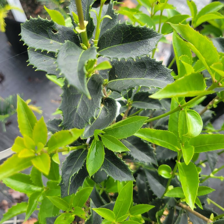 Close-up of the glossy evergreen foliage of Osmanthus x fortunei (Fortune's Osmathus)