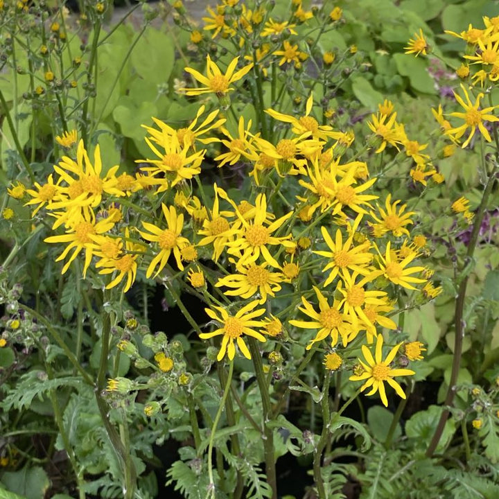 Packera aurea (Golden Ragwort)