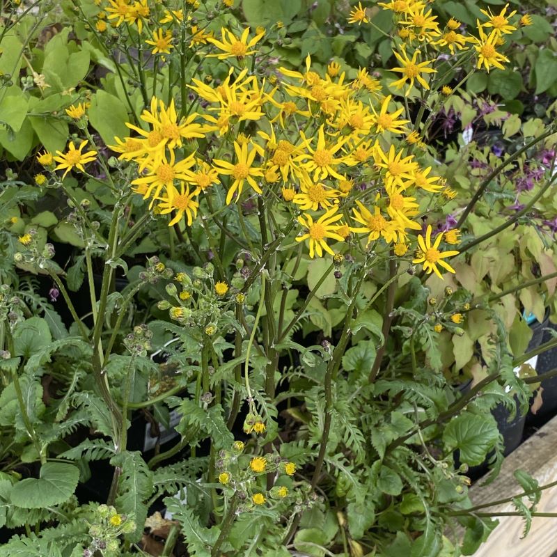 Packera aurea (Golden Ragwort)