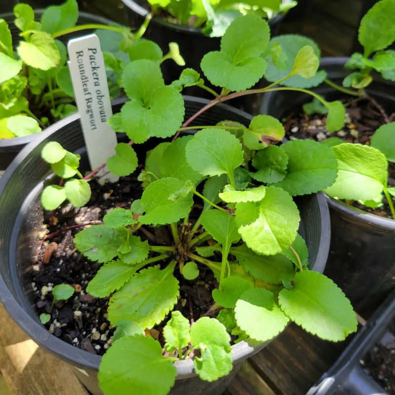 Rounded, basal foliage of Packera obovata (Golden Groundsel) grown in a 1-gallon pot.