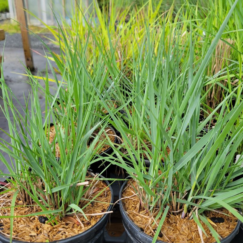 Gray-green spikes of Panicum virgatum 'Prairie Sky' (Switch Grass) grown in gallon-sized containers.