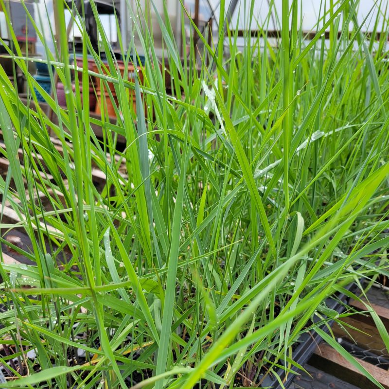 Upright, grassy stalks of Panicum amarum (Bitter Panicgrass) grown as LP50 landscaping plugs.
