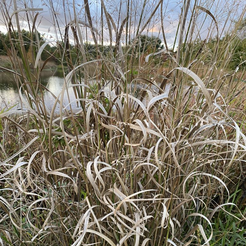 Mature Panicum virgatum (Switchgrass) with seed heads located in situ in autumn.