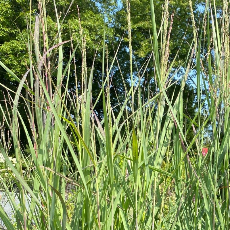 Close-up of pink-tinged Panicum virgatum 'Prairie Winds® Apache Rose' foilage.