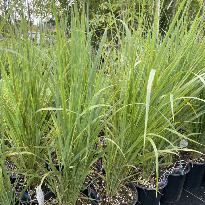 Panicum virgatum 'Northwind' with green foliage in 1-gallon containers.